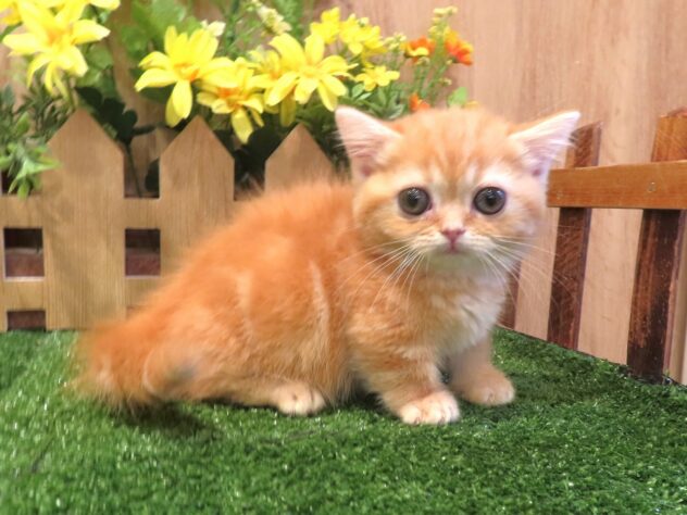 兵庫県のマンチカン (アミーゴ伊丹店/2026年4月9日生まれ/女の子/レッドタビー)の子猫