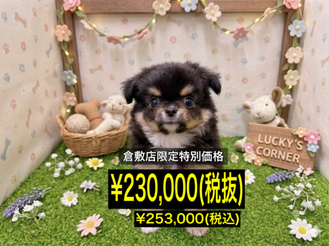 岡山県のチワワ(ロング) (アミーゴ倉敷店/2026年4月25日生まれ/女の子/ブラックタンホワイト)の子犬