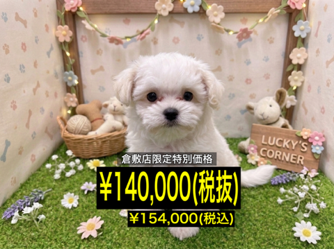 岡山県のハーフ犬・ミックス犬 (アミーゴ倉敷店/2026年4月19日生まれ/男の子/クリーム)の子犬