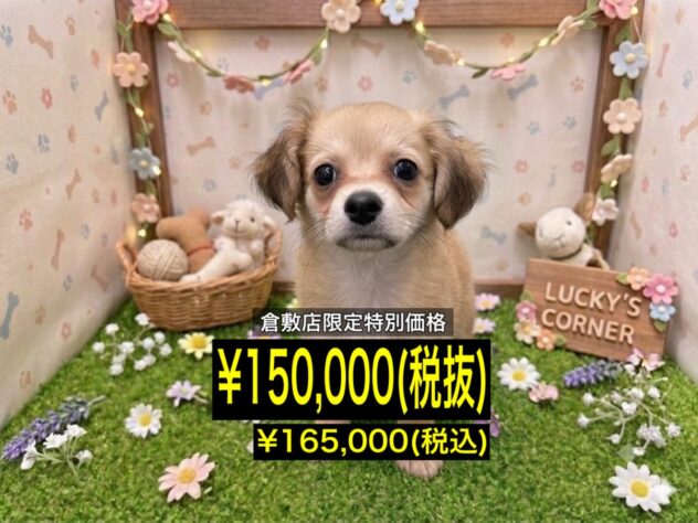 岡山県のハーフ犬・ミックス犬 (アミーゴ倉敷店/2026年3月30日生まれ/男の子/アプリコット)の子犬