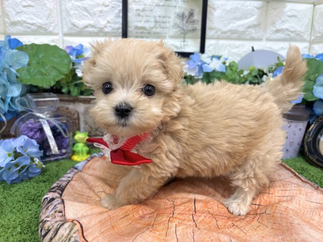 兵庫県のハーフ犬・ミックス犬 (ワンキャラット アミーゴ姫路花田店/2026年4月30日生まれ/女の子/クリーム)の子犬の4枚目の画像