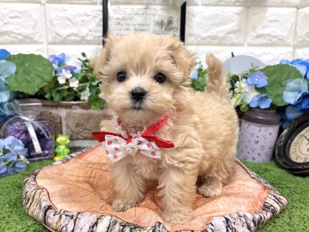 兵庫県のハーフ犬・ミックス犬 (ワンキャラット アミーゴ姫路花田店/2026年4月30日生まれ/女の子/クリーム)の子犬の3枚目の画像