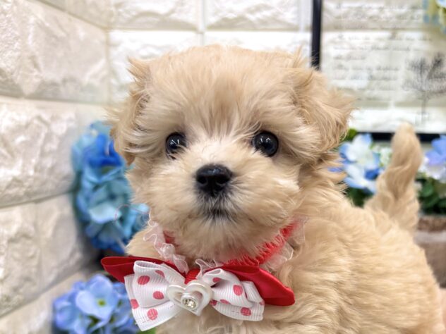 兵庫県のハーフ犬・ミックス犬 (ワンキャラット アミーゴ姫路花田店/2026年4月30日生まれ/女の子/クリーム)の子犬の1枚目の画像