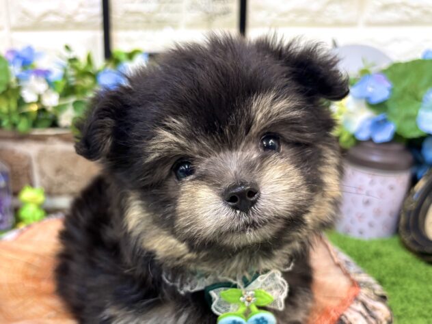 兵庫県のハーフ犬・ミックス犬 (ワンキャラット アミーゴ姫路花田店/2026年4月30日生まれ/男の子/ブラックタン)の子犬の1枚目の画像