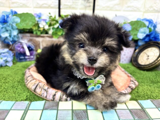 兵庫県のハーフ犬・ミックス犬 (ワンキャラット アミーゴ姫路花田店/2026年4月30日生まれ/男の子/ブラックタン)の子犬の4枚目の画像