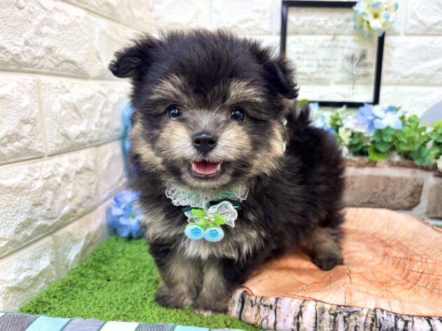 兵庫県のハーフ犬・ミックス犬 (ワンキャラット アミーゴ姫路花田店/2026年4月30日生まれ/男の子/ブラックタン)の子犬の3枚目の画像