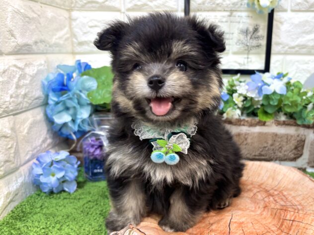 兵庫県のハーフ犬・ミックス犬 (ワンキャラット アミーゴ姫路花田店/2026年4月30日生まれ/男の子/ブラックタン)の子犬の2枚目の画像