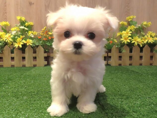 兵庫県のマルチーズ (アミーゴ伊丹店/2026年4月16日生まれ/男の子/ホワイト)の子犬の2枚目の画像