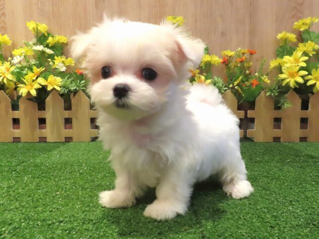 兵庫県のマルチーズ (アミーゴ伊丹店/2026年4月16日生まれ/男の子/ホワイト)の子犬の3枚目の画像