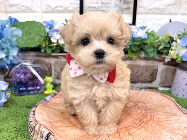 兵庫県のハーフ犬・ミックス犬 (ワンキャラット アミーゴ姫路花田店/2026年4月30日生まれ/女の子/クリーム)の子犬の2枚目の画像