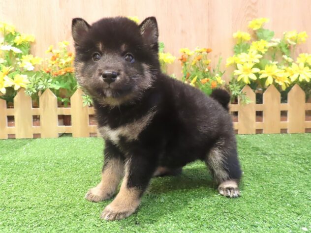 兵庫県の柴犬(標準サイズ) (アミーゴ伊丹店/2026年4月21日生まれ/男の子/黒)の子犬の2枚目の画像
