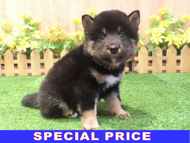 兵庫県の柴犬(標準サイズ) (アミーゴ伊丹店/2026年4月21日生まれ/男の子/黒)の子犬の1枚目の画像