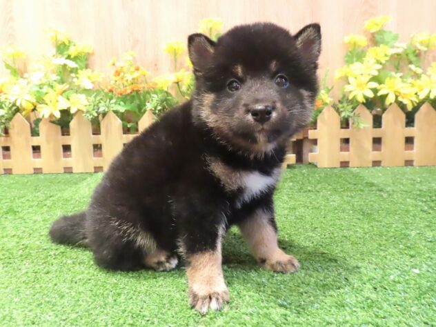 兵庫県の柴犬(標準サイズ) (アミーゴ伊丹店/2026年4月21日生まれ/男の子/黒)の子犬の1枚目の画像