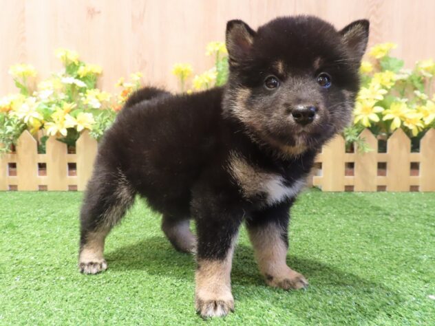 兵庫県の柴犬(標準サイズ) (アミーゴ伊丹店/2026年4月21日生まれ/男の子/黒)の子犬の3枚目の画像