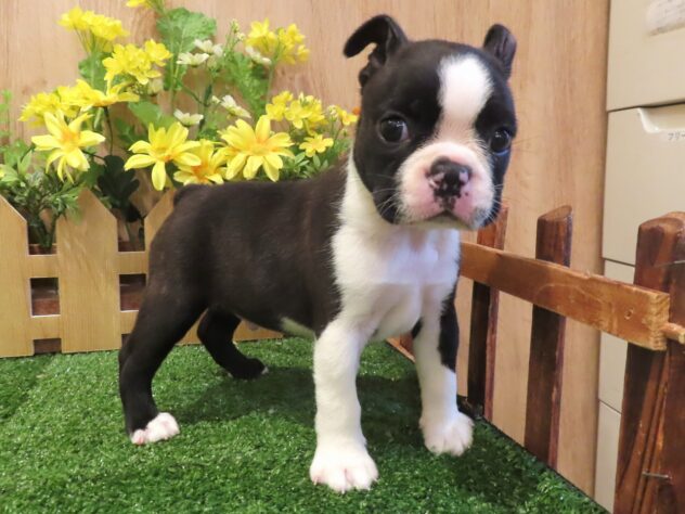 兵庫県のボストンテリア (アミーゴ伊丹店/2026年4月23日生まれ/男の子/ボストンカラー)の子犬の3枚目の画像