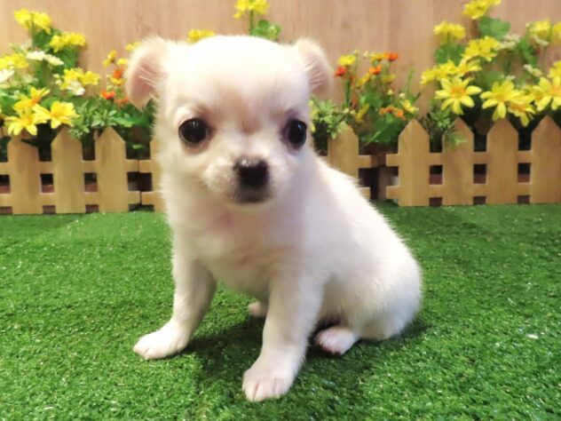 兵庫県のチワワ(ロング) (アミーゴ伊丹店/2026年4月22日生まれ/女の子/クリーム)の子犬の3枚目の画像