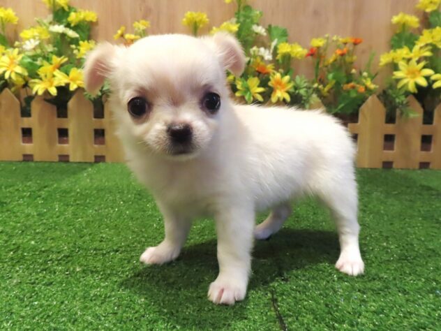 兵庫県のチワワ(ロング) (アミーゴ伊丹店/2026年4月22日生まれ/女の子/クリーム)の子犬の2枚目の画像