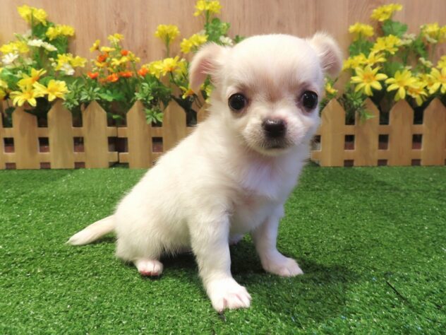 兵庫県のチワワ(ロング) (アミーゴ伊丹店/2026年4月22日生まれ/女の子/クリーム)の子犬の1枚目の画像