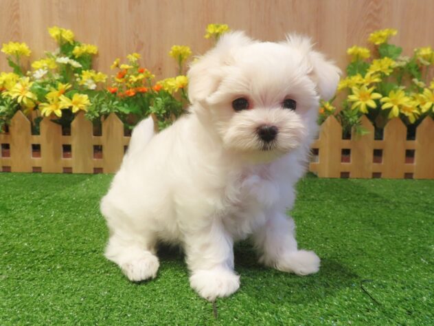 兵庫県のマルチーズ (アミーゴ伊丹店/2026年4月23日生まれ/女の子/ホワイト)の子犬