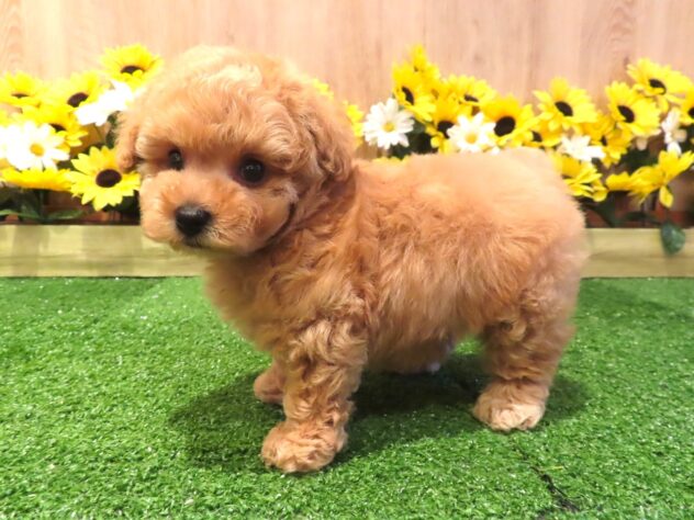 兵庫県のトイプードル(トイ) (アミーゴ伊丹店/2026年4月30日生まれ/男の子/オレンジフォーン)の子犬の2枚目の画像