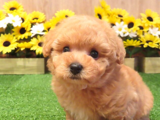 兵庫県のトイプードル(トイ) (アミーゴ伊丹店/2026年4月30日生まれ/男の子/オレンジフォーン)の子犬の3枚目の画像