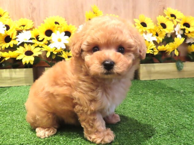 兵庫県のトイプードル(トイ) (アミーゴ伊丹店/2026年4月30日生まれ/男の子/オレンジフォーン)の子犬の1枚目の画像