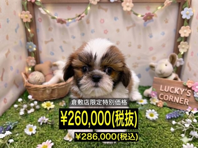 岡山県のシーズー (アミーゴ倉敷店/2026年5月3日生まれ/女の子/ホワイトゴールド)の子犬