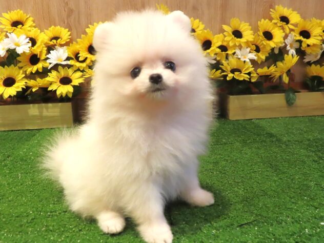 兵庫県のポメラニアン (アミーゴ伊丹店/2026年4月23日生まれ/男の子/ホワイト)の子犬