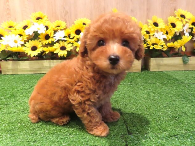 兵庫県のトイプードル(トイ) (アミーゴ伊丹店/2026年4月30日生まれ/男の子/オレンジフォーン)の子犬