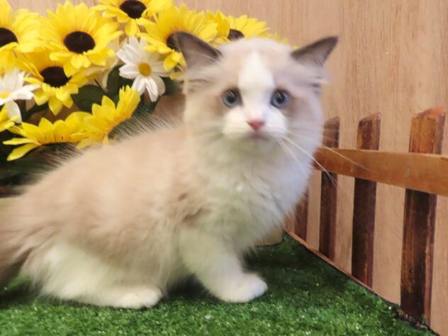 兵庫県のラグドール (アミーゴ伊丹店/2026年4月16日生まれ/男の子/シールポイントバイカラー)の子猫の2枚目の画像