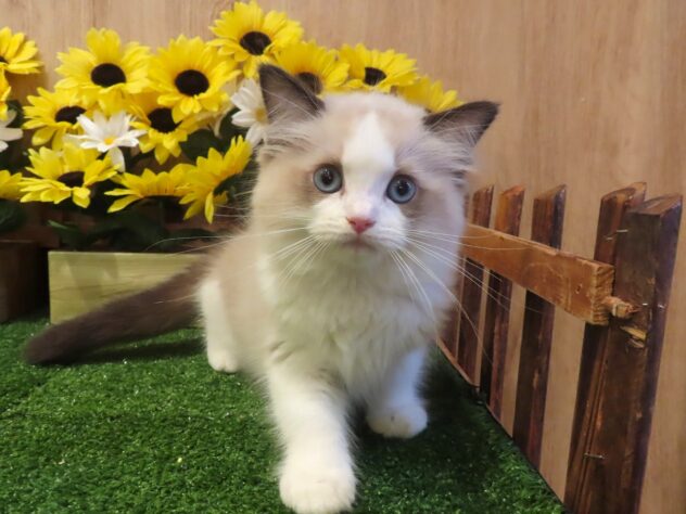 兵庫県のラグドール (アミーゴ伊丹店/2026年4月16日生まれ/男の子/シールポイントバイカラー)の子猫の3枚目の画像