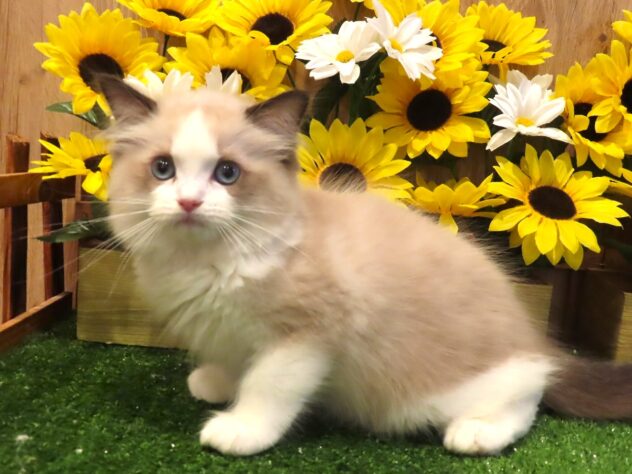 兵庫県のラグドール (アミーゴ伊丹店/2026年4月16日生まれ/男の子/シールポイントバイカラー)の子猫の1枚目の画像