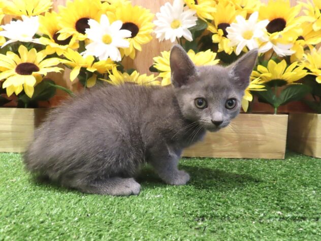 兵庫県のロシアンブルー (アミーゴ伊丹店/2026年4月26日生まれ/男の子/ブルー)の子猫の2枚目の画像