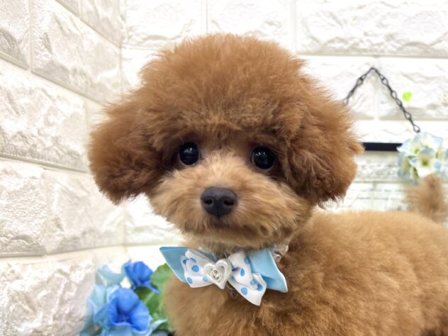 兵庫県のトイプードル(トイ) (ワンキャラット アミーゴ姫路花田店/2026年3月5日生まれ/男の子/オレンジフォーン)の子犬の1枚目の画像