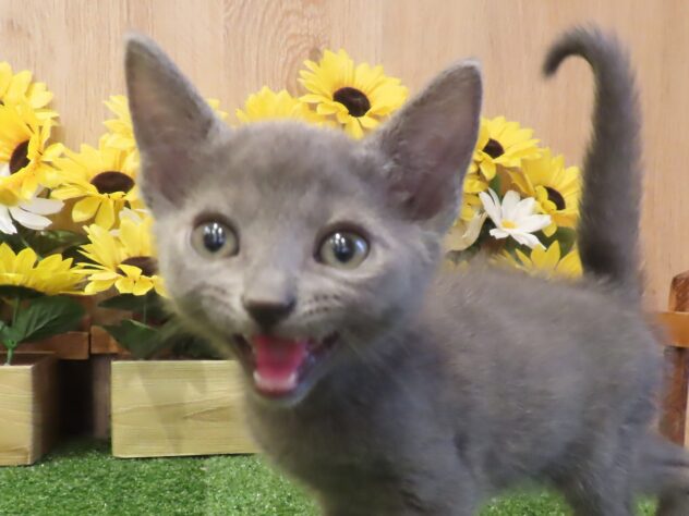 兵庫県のロシアンブルー (アミーゴ伊丹店/2026年4月26日生まれ/男の子/ブルー)の子猫の3枚目の画像