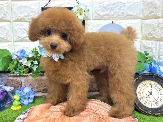 兵庫県のトイプードル(トイ) (ワンキャラット アミーゴ姫路花田店/2026年3月5日生まれ/男の子/オレンジフォーン)の子犬の2枚目の画像