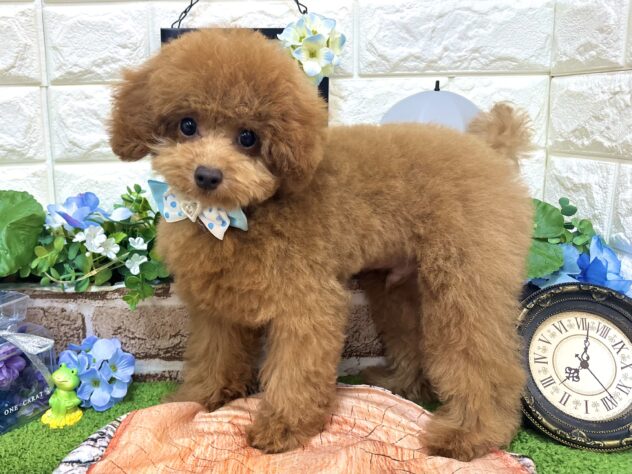 兵庫県のトイプードル(トイ) (ワンキャラット アミーゴ姫路花田店/2026年3月5日生まれ/男の子/オレンジフォーン)の子犬の2枚目の画像
