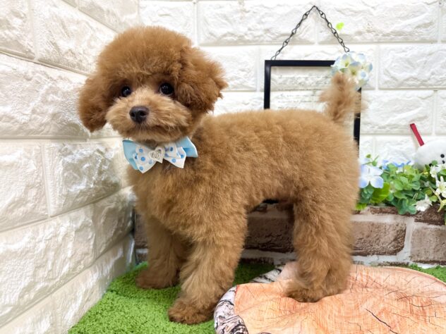 兵庫県のトイプードル(トイ) (ワンキャラット アミーゴ姫路花田店/2026年3月5日生まれ/男の子/オレンジフォーン)の子犬の4枚目の画像