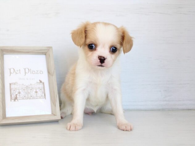 兵庫県のハーフ犬・ミックス犬 (ペット・プラザ アミーゴ神戸灘店/2026年4月5日生まれ/女の子/ホワイトクリーム)の子犬の2枚目の画像