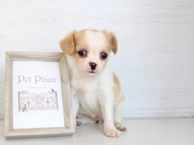 兵庫県のハーフ犬・ミックス犬 (ペット・プラザ アミーゴ神戸灘店/2026年4月5日生まれ/女の子/ホワイトクリーム)の子犬の3枚目の画像