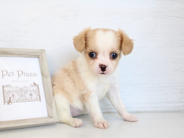 兵庫県のハーフ犬・ミックス犬 (ペット・プラザ アミーゴ神戸灘店/2026年4月5日生まれ/女の子/ホワイトクリーム)の子犬の4枚目の画像