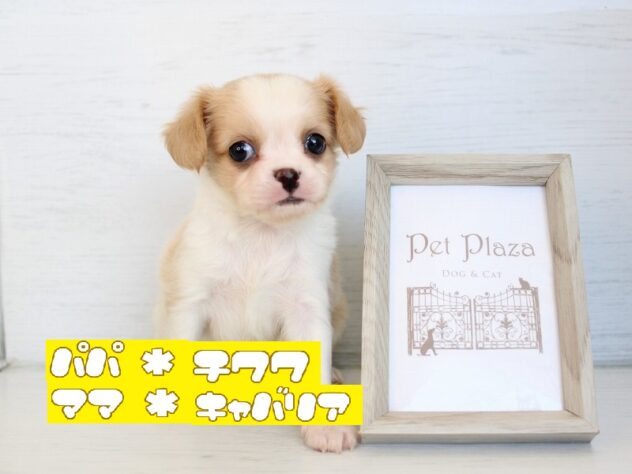 兵庫県のハーフ犬・ミックス犬 (ペット・プラザ アミーゴ神戸灘店/2026年4月5日生まれ/女の子/ホワイトクリーム)の子犬の1枚目の画像