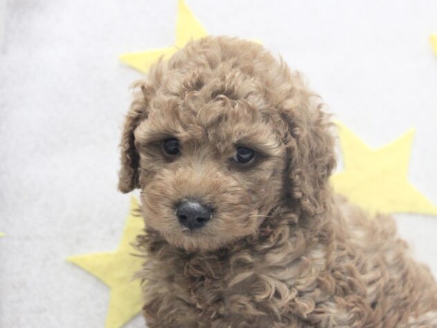 愛媛県のハーフ犬・ミックス犬 (アミーゴ新居浜店/2026年4月19日生まれ/男の子/レッド)の子犬
