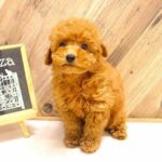 大阪府のトイプードル(トイ) (ペット・プラザ アミーゴ豊中服部店/2026年2月17日生まれ/男の子/レッドフォーン)の子犬の3枚目の画像