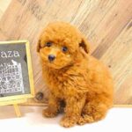大阪府のトイプードル(トイ) (ペット・プラザ アミーゴ豊中服部店/2026年2月17日生まれ/男の子/レッドフォーン)の子犬の1枚目の画像