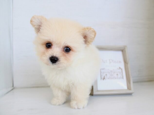 兵庫県のハーフ犬・ミックス犬 (ペット・プラザ アミーゴ神戸灘店/2026年4月6日生まれ/男の子/クリーム)の子犬の4枚目の画像