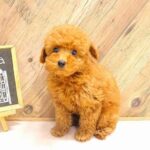 大阪府のトイプードル(トイ) (ペット・プラザ アミーゴ豊中服部店/2026年2月17日生まれ/男の子/レッドフォーン)の子犬の2枚目の画像