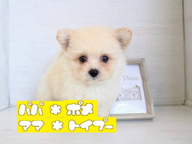 兵庫県のハーフ犬・ミックス犬 (ペット・プラザ アミーゴ神戸灘店/2026年4月6日生まれ/男の子/クリーム)の子犬の1枚目の画像