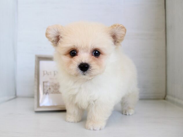 兵庫県のハーフ犬・ミックス犬 (ペット・プラザ アミーゴ神戸灘店/2026年4月6日生まれ/男の子/クリーム)の子犬の2枚目の画像