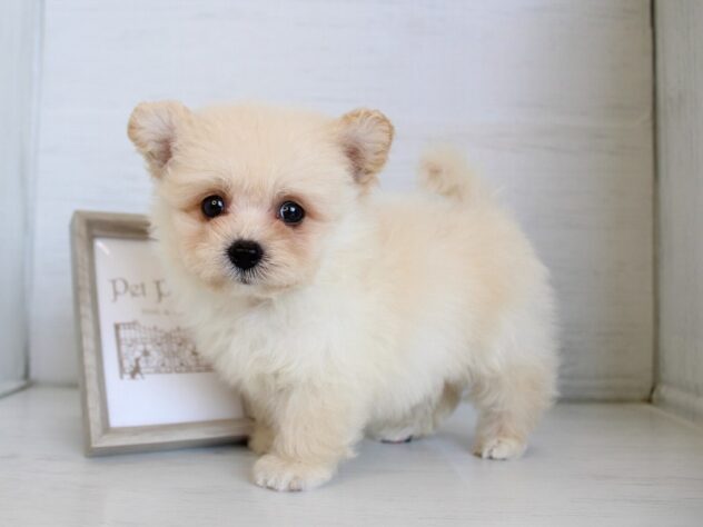兵庫県のハーフ犬・ミックス犬 (ペット・プラザ アミーゴ神戸灘店/2026年4月6日生まれ/男の子/クリーム)の子犬の3枚目の画像